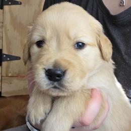 Orange - Golden male Golden Retriever puppy in Mt Solon, Virginia from Emma's Golden Puppers