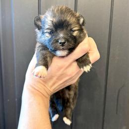 Boy 2 - Wolf sable male Pomeranian puppy in Stroud, Oklahoma from Laik’s Little Shihtz & Poms