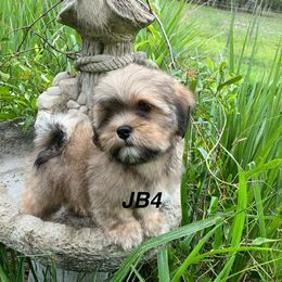 JB4 MALE FLORIDA AKC LHASA APSO MULTI CHAMPION ANCESTRY - Golden male Lhasa Apso puppy in Bell, Florida from Maryann & Kandis