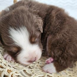 Reginald - Red tri-color male Australian Shepherd puppy in Mountain Grove, Missouri from K Bar H Farms
