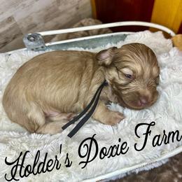 Oslo - Cream male Dachshund puppy in Atwood, Oklahoma from Holder’s Doxie Farm