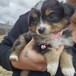 Toy Australian Shepherd Puppies from Badland's Toy Aussies