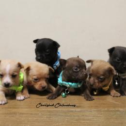 Chihuahua puppies from Cherished Chihuahuas