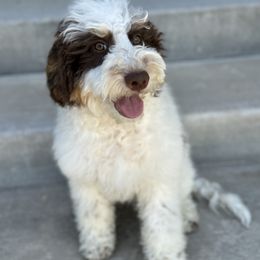 Luke Skywalker - Tri-color male Bernedoodle puppy in Salem, Utah from Doodle Doodle Dogs