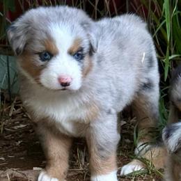 Persephone - Blue merle female Miniature Australian Shepherd puppy in Patterson, North Carolina from DreamLine Aussies