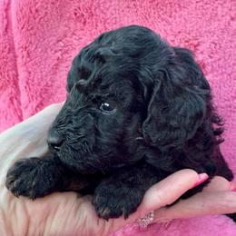 Light Pink - Phantom female Poodle puppy in Simms, Texas from Donna’s Aussies & Pink Heart Poodles