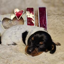 Black and tan piebald - Piebald male Dachshund puppy in Herald, California from Bluegum Dachshunds