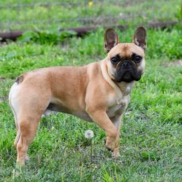 French Bulldog puppies from Trigger Time Kennels
