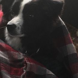 Miniature American Shepherd, Miniature Australian Shepherd, and Toy Australian Shepherd All Grown Up from Shade Tree Aussies