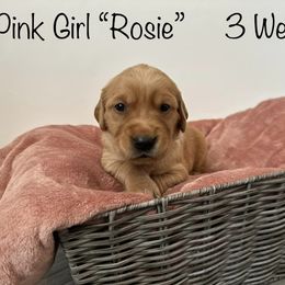 Golden Retriever Puppies from Gold Treasure Retrievers