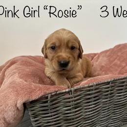 Golden Retriever Puppies from Gold Treasure Retrievers