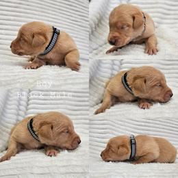 Roy - Black Collar - Yellow male Labrador Retriever puppy in Boyd, Minnesota from Lindley Labradors