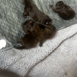 Brown Male 2 - Brown male Newfoundland puppy in New York from Johnson Farms