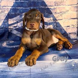 Gray Collar - Red and rust male Doberman Pinscher puppy in Louisville, Kentucky from Ruiz Dobermans