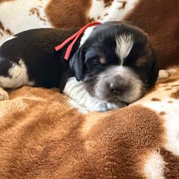 Reb - Black white and tan male English Springer Spaniel puppy in Cleburne, Texas from Powers English Springer Spaniels