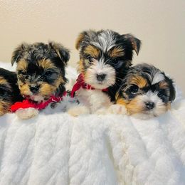 Yorkshire Terrier Puppies from KMG Yorkies