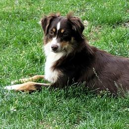 Miniature Australian Shepherds from PJ's Aussie Posse
