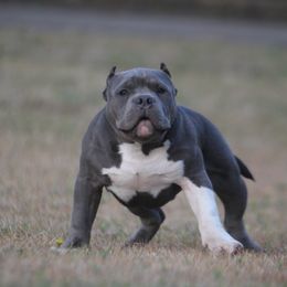 American Bully Puppies from Manuia Kennels