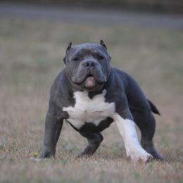 American Bully Puppies from Manuia Kennels
