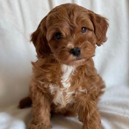 Princess - Red female Cockapoo puppy in Utica, Ohio from Poodle Me Crazy