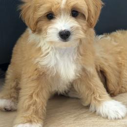 Cavapoos, Maltese, and Maltipoos from Historic triangle doodles