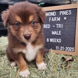 Tan - Red tri-color male Australian Shepherd puppy in Camp Verde, Arizona from Diamond Pines Farm