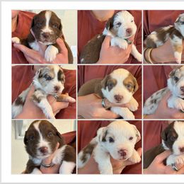 Australian Shepherd Puppies from Batt Ranch Australian Shepherds
