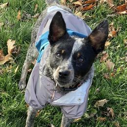 Australian Cattle Dogs from Hope Farms and Sanctuary