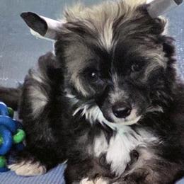 Male puppy 2 - Black white and tan male Chinese Crested puppy in Hernando, Florida from Bent Oak Chines Cresteds