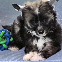 Male puppy 2 - Black white and tan male Chinese Crested puppy in Hernando, Florida from Bent Oak Chines Cresteds