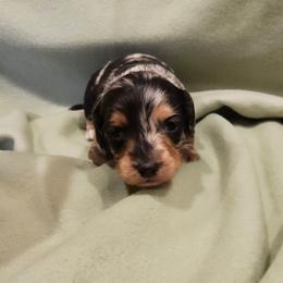 Kevin - Dapple male Dachshund puppy in Tower City, Pennsylvania from Stoney Mountain Mini Doxies