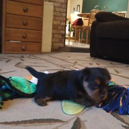 Australian Terrier Puppies from Heartland Australian Terriers