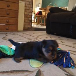 Australian Terrier Puppies from Heartland Australian Terriers