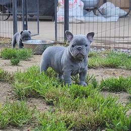 Lilac boy 2 - Liver male French Bulldog puppy in Marysville, California from Vaca Bulldogs