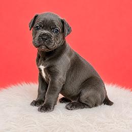 Bonnie - Gray female Cane Corso puppy in Haslet, Texas from Trained To Go Corso Kennels (T.T.G. Corso Kennels)