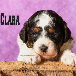 Clara - Parti female Poodle puppy in Saint Cloud, Minnesota from Grace Kennel