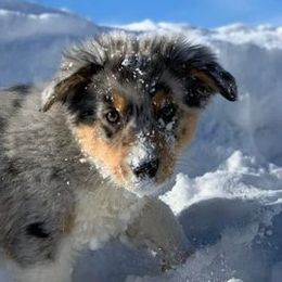 Australian Shepherds from Firefly Horse Co Wellness Retreat Center