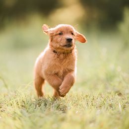 Golden Retriever Puppies from Stellar Acres Golden Retrievers