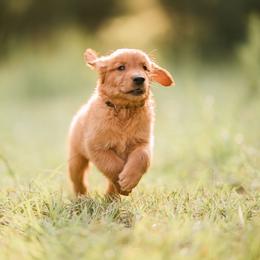 Golden Retriever Puppies from Stellar Acres Golden Retrievers