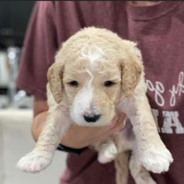 Goldendoodle Puppies from Sheffield Doodles