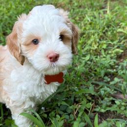 Ada - Apricot female Australian Labradoodle puppy in Mount Gilead, North Carolina from Tillery Labradoodles