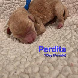Perdita - Cream female Labradoodle puppy in Genoa City, Wisconsin from Sakura Pups