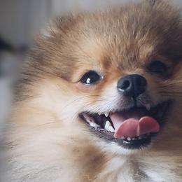 Tater Tot - Pomeranian