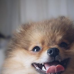 Tater Tot - Pomeranian