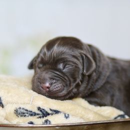 Black collar Male - Chocolate male Labrador Retriever puppy in Williamston, Sc, South Carolina from Dutton Dog Co & Dalla Grazia Doberman