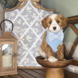 Joey - Red  male Goldendoodle puppy in Layton, Utah from Gracious Doodle Dogs