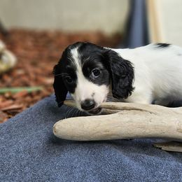 Panda - Piebald female Dachshund puppy in Pocasset, Massachusetts from Dachs of the Bay