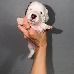 Girl 3 - Piebald female Dachshund puppy in Port Charlotte, Florida from Cloud Nine Ranch Bullies