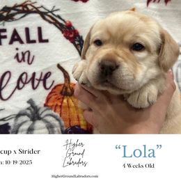 Lola - Yellow female Labrador Retriever puppy in Eaton Rapids, Michigan from Higher Ground Labradors