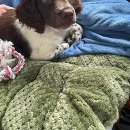 Brittany Puppies from Edenbright Brittanys